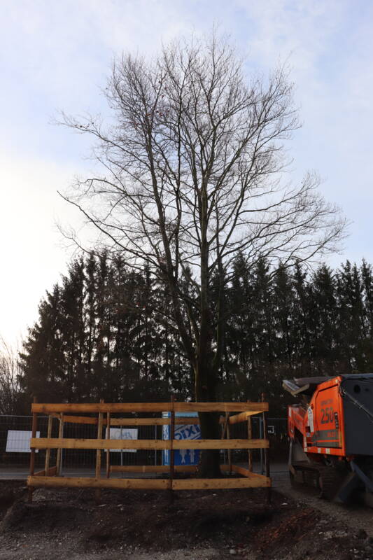 Rotbuche mit Baumschutzzaun