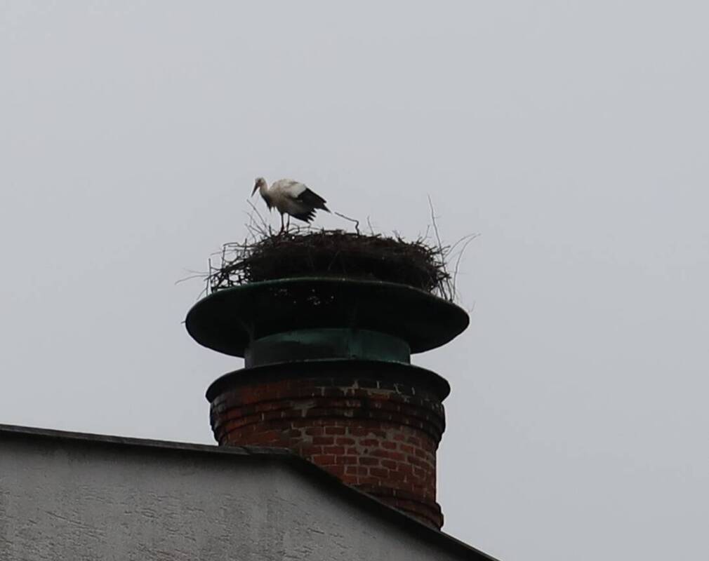 Storch